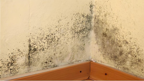 建筑室內(nèi)發(fā)霉怎么辦？